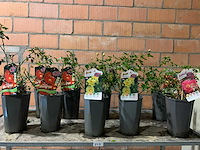 Heesters - afbeelding 1 van  4