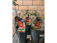 Heesters - afbeelding 2 van  4