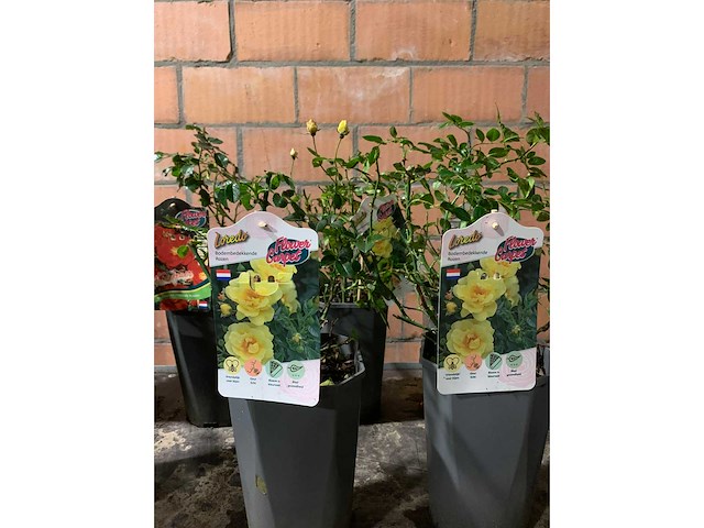 Heesters - afbeelding 3 van  4