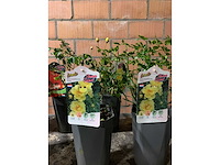 Heesters - afbeelding 3 van  4