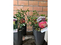 Heesters - afbeelding 4 van  4