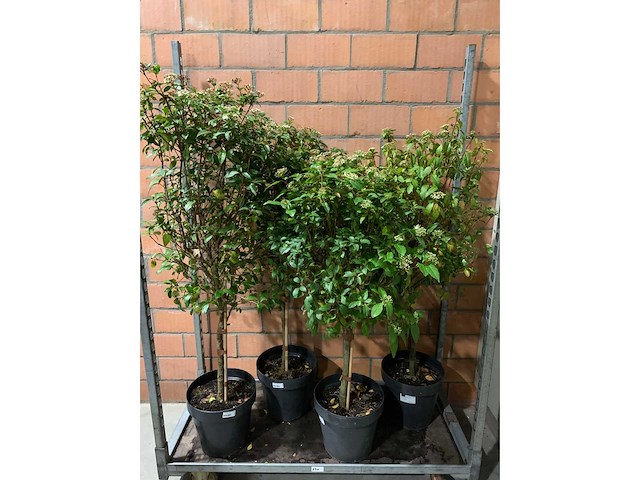 Heesters - afbeelding 1 van  3