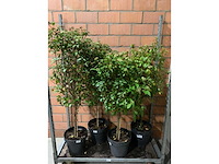 Heesters - afbeelding 1 van  3