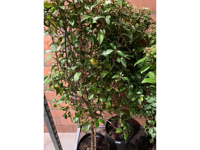 Heesters - afbeelding 2 van  3