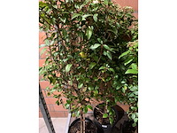 Heesters - afbeelding 2 van  3