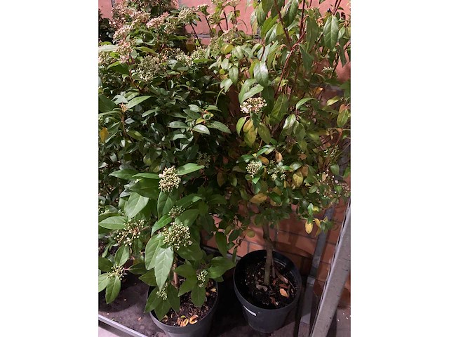 Heesters - afbeelding 3 van  3