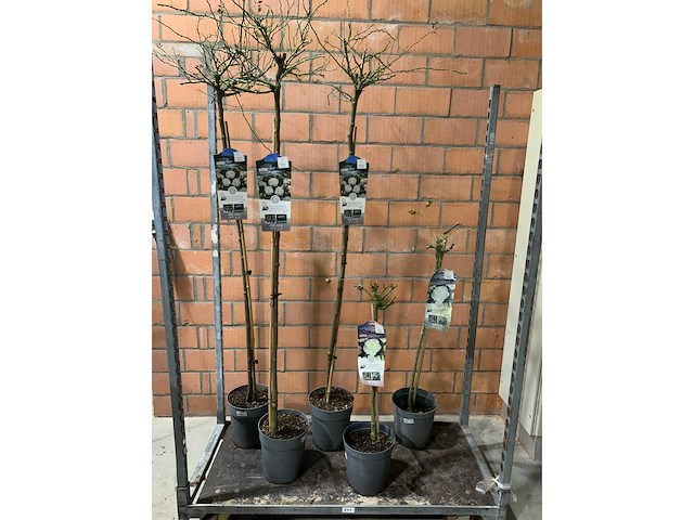 Heesters - afbeelding 1 van  3