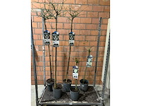 Heesters - afbeelding 1 van  3