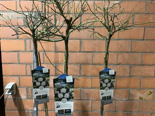 Heesters - afbeelding 2 van  3