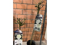 Heesters - afbeelding 3 van  3