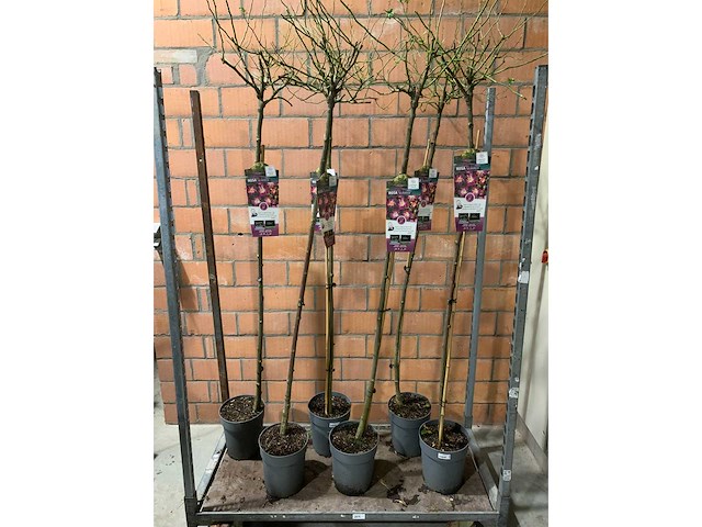 Heesters - afbeelding 1 van  3