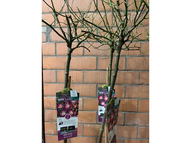 Heesters - afbeelding 2 van  3