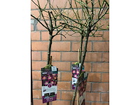 Heesters - afbeelding 2 van  3