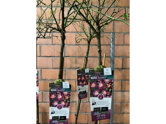 Heesters - afbeelding 3 van  3