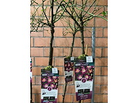 Heesters - afbeelding 3 van  3