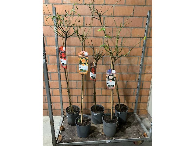 Heesters - afbeelding 1 van  3