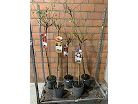 Heesters - afbeelding 1 van  3