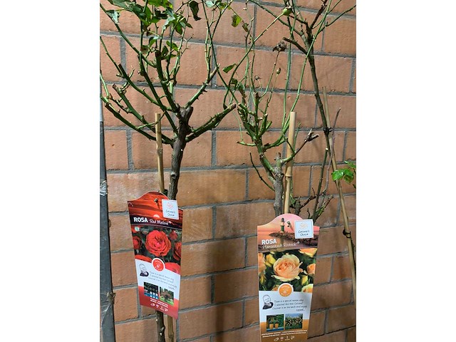 Heesters - afbeelding 2 van  3