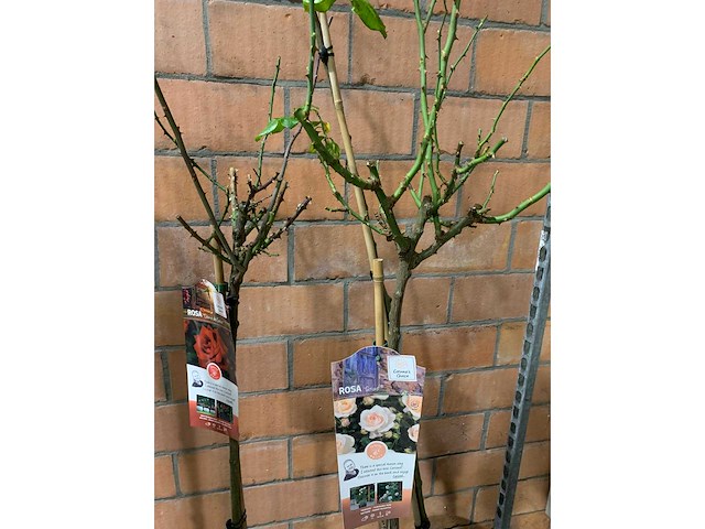 Heesters - afbeelding 3 van  3