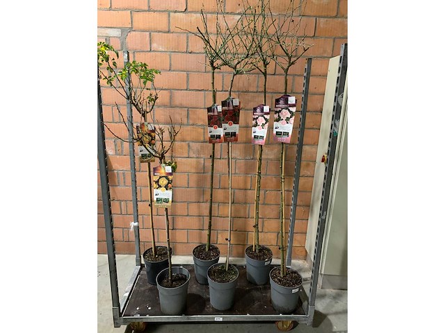 Heesters - afbeelding 1 van  3