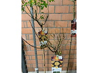 Heesters - afbeelding 2 van  3