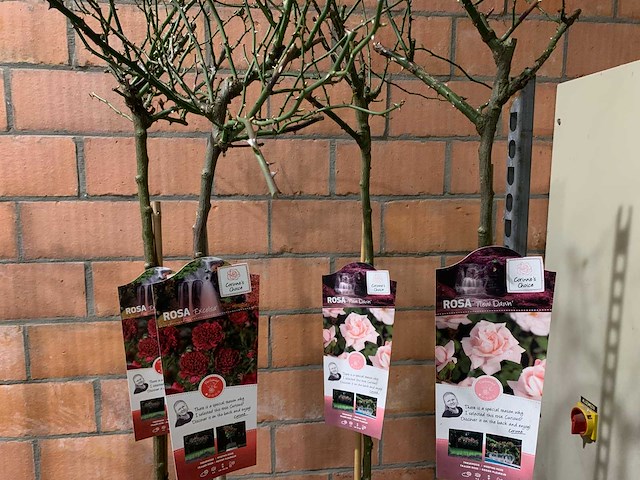 Heesters - afbeelding 3 van  3