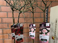 Heesters - afbeelding 3 van  3