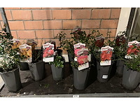 Heesters - afbeelding 1 van  4