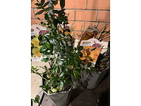 Heesters - afbeelding 2 van  4