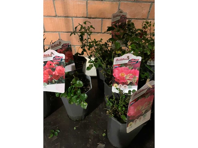 Heesters - afbeelding 3 van  4