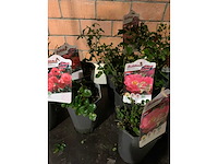 Heesters - afbeelding 3 van  4