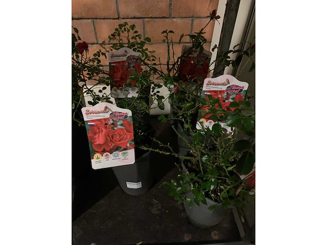 Heesters - afbeelding 4 van  4