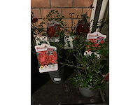 Heesters - afbeelding 4 van  4