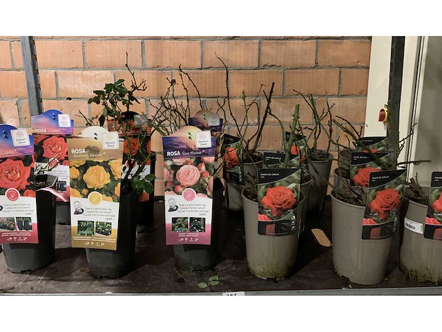 Heesters - afbeelding 1 van  4