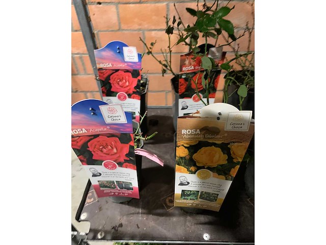 Heesters - afbeelding 2 van  4