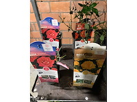 Heesters - afbeelding 2 van  4