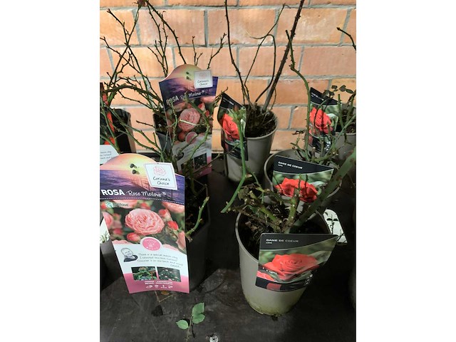 Heesters - afbeelding 3 van  4