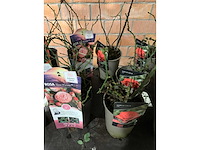 Heesters - afbeelding 3 van  4