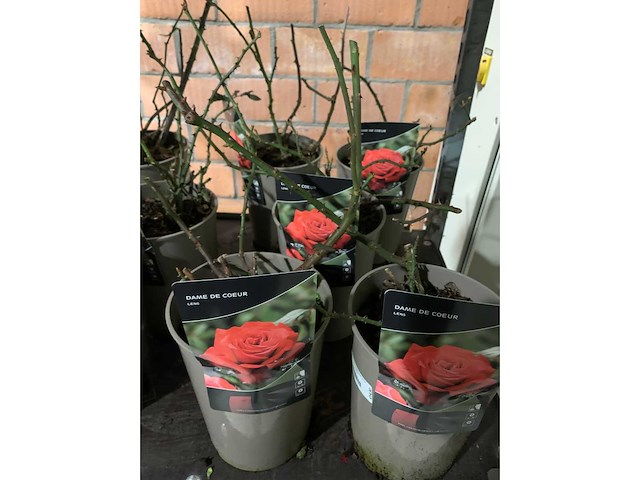 Heesters - afbeelding 4 van  4