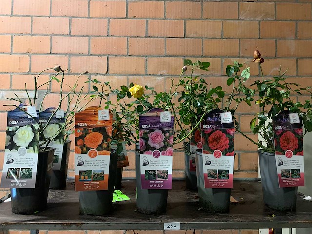 Heesters - afbeelding 1 van  4