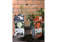 Heesters - afbeelding 2 van  4