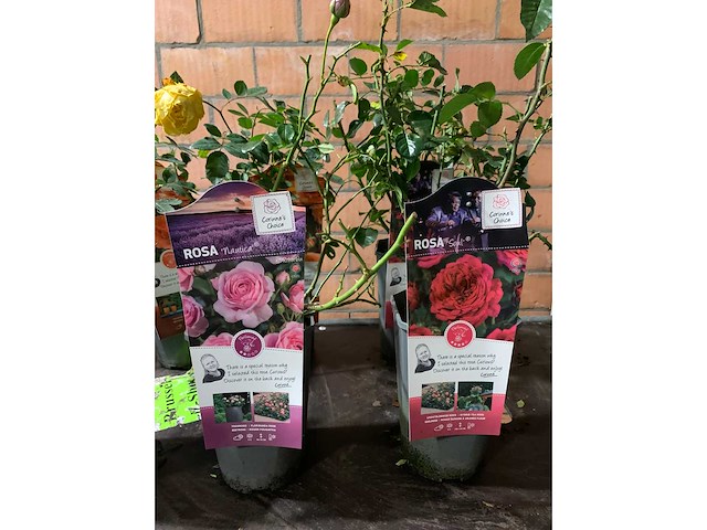 Heesters - afbeelding 3 van  4