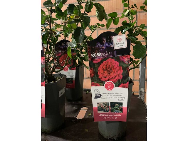 Heesters - afbeelding 4 van  4