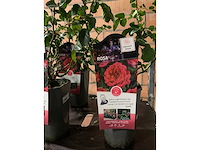 Heesters - afbeelding 4 van  4