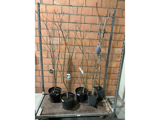 Heesters - afbeelding 1 van  3