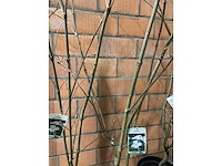 Heesters - afbeelding 2 van  3