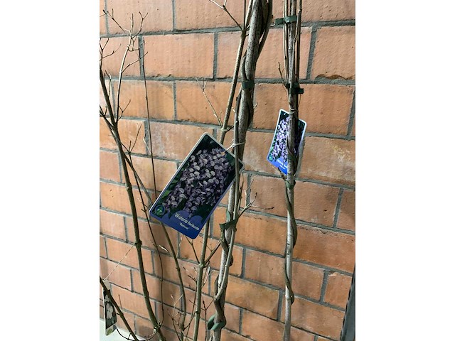 Heesters - afbeelding 3 van  3