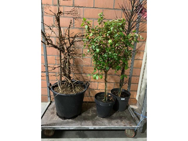 Heesters - afbeelding 1 van  4