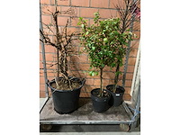 Heesters - afbeelding 1 van  4