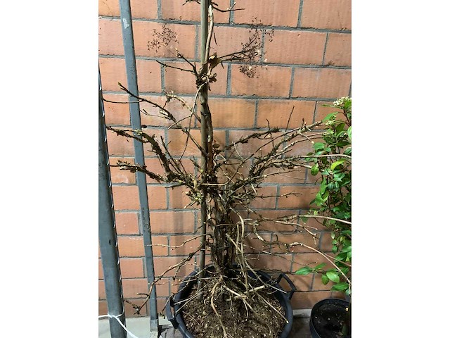 Heesters - afbeelding 2 van  4